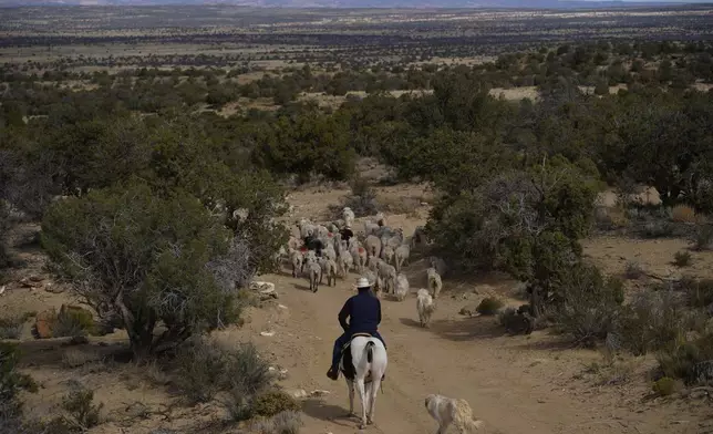 FILE - Jay Begay moves his flock of sheep on horseback near his home on Sunday, Oct. 30, 2022, in the Navajo Nation in Arizona. (AP Photo/John Locher, File)