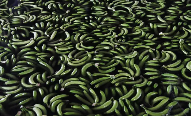 FILE - Freshly picked bananas float in a sorting pool as they are readied for packing and export at a farm in Ciudad Hidalgo, Chiapas state, Mexico on May 31 2019. (AP Photo/Marco Ugarte, File)