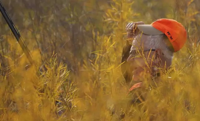 Tim Walz, Minnesota governor and Democratic vice presidential candidate, pushes through thick vegetation as he takes part in the annual Minnesota Governor's Pheasant Hunting Opener near Sleepy Eye, Minn., Saturday, Oct. 12, 2024. (Anthony Souffle/Star Tribune via AP)