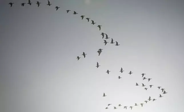 A flock of barnacle geese flies against the sunshine over the city center in Tallinn, Estonia, Monday, Oct. 28, 2024. (AP Photo/Sergei Grits)