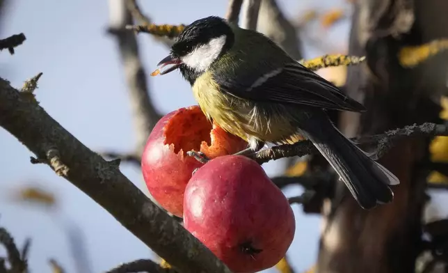 A tit feeds on a fresh apple in the city park in Tallinn, Estonia, Monday, Oct. 28, 2024. (AP Photo/Sergei Grits)