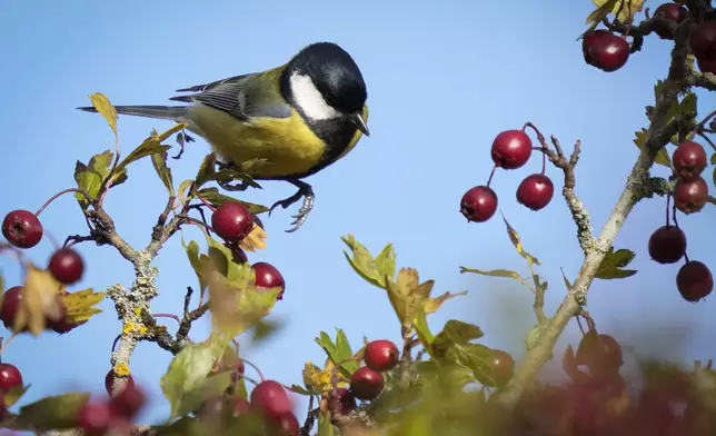 A tit feeds on ripe hawthorn berries in a city park in Tallinn, Estonia, Monday, Oct. 28, 2024. (AP Photo/Sergei Grits)