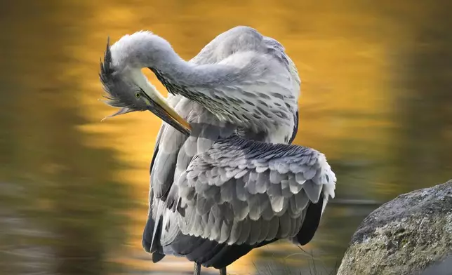 A Grey heron preening its features on a lake in city park in Tallinn, Estonia, Tuesday, Oct. 29, 2024. (AP Photo/Sergei Grits)