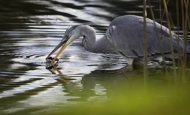 A Grey heron plays on a lake in city park in Tallinn, Estonia, Tuesday, Oct. 29, 2024. (AP Photo/Sergei Grits)