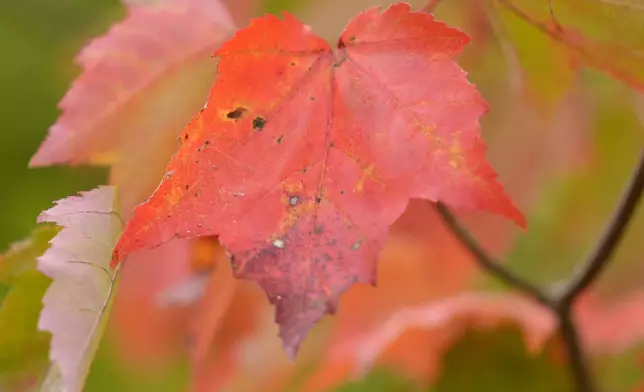 Leaves display bright colors near Lake Waukewan, in Meredith, N.H., Wednesday, Oct. 2, 2024. (AP Photo/Steven Senne)