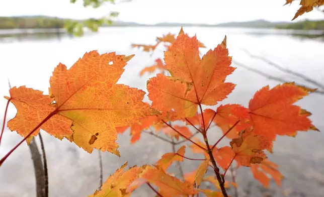 Leaves display bright colors near Lake Waukewan, in Meredith, N.H., Wednesday, Oct. 2, 2024. (AP Photo/Steven Senne)