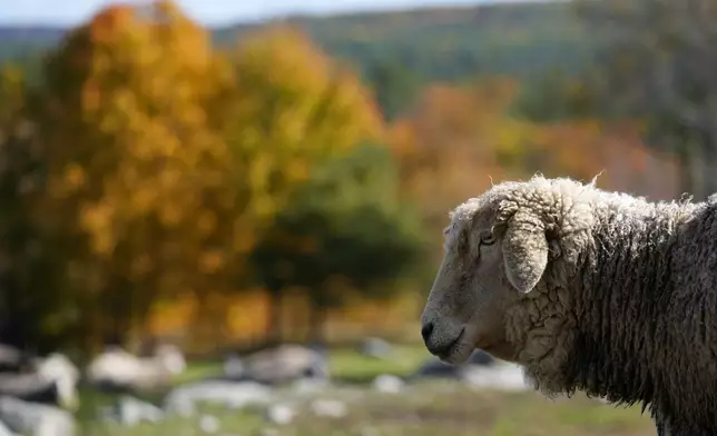 A sheep walks through pasture at Shaker Village where hardwood trees are showing their fall colors, Tuesday, October. 15, 2024, in New Gloucester, Maine. (AP Photo/Robert F. Bukaty)