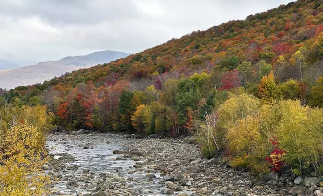 Fall colors are displayed on Loon Mountain near Lincoln, N.H, Tuesday, Oct. 15, 2024. (AP Photo/Nick Perry)