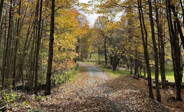 Fall foliage and fallen leaves are seen a back road in Marshfield, Vt., Tuesday, Oct. 15, 2024. (AP Photo/Lisa Rathke)