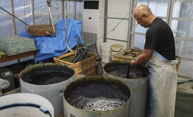 Yoshiharu Okamoto, a dyer at Momotaro Jeans, demonstrates dyeing yarn in indigo for making denim in Kojima, Okayama prefecture, western Japan, on Sept. 4, 2024. (AP Photo/Ayaka McGill)