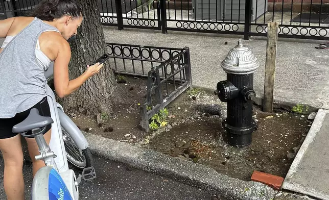 FILE - Georgia Ramirez Wright stops to take a photo of goldfish swimming in a tree bed filled with water pooling from a leaking fire hydrant, Aug. 9, 2024, in the Brooklyn borough of New York. (AP Photo/David R. Martin, File)