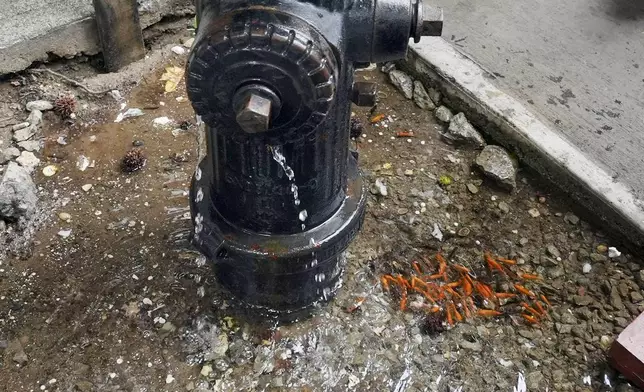 FILE - Goldfish swim in a pool of water caused by a leaky fire hydrant in the Brooklyn borough of New York, Aug. 9, 2024. (AP Photo/Pamela Smith, File)