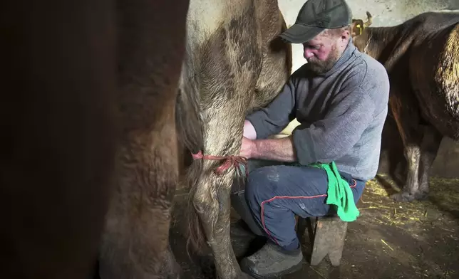 Yuri Strukov, 46, milks a cow at his farm in the remote mountain village of Orlovka, Georgia, Saturday, May 4, 2024. (AP Photo/Kostya Manenkov)