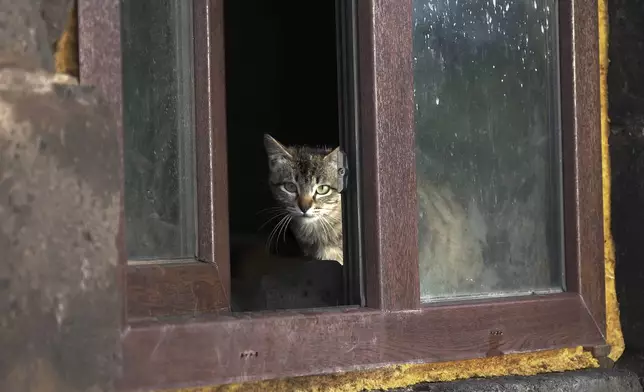 A cat looks out of a window of a cowshed at Yuri Strukov's farm in the remote mountain village of Orlovka, Georgia, Saturday, May 4, 2024. (AP Photo/Kostya Manenkov)