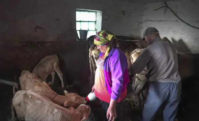 Svetlana Svetlishcheva feeds the cattle alongside her husband Yuri Strukov at their farm in the remote mountain village of Orlovka, Georgia, Saturday, May 4, 2024. (AP Photo/Kostya Manenkov)