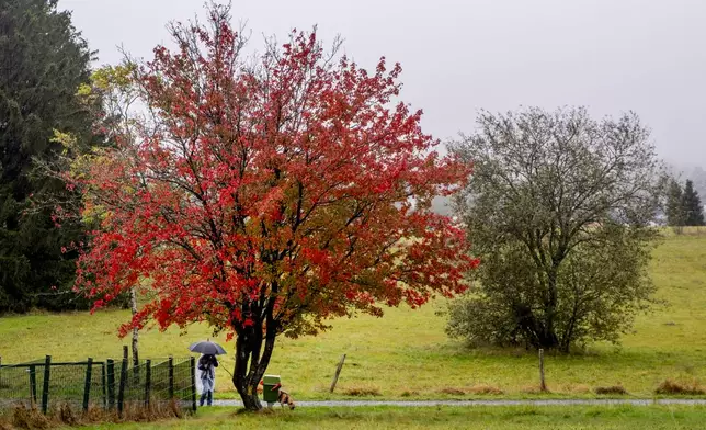 A woman walks her dog beneath a red colored tree in the Taunus region near Frankfurt, Germany, Tuesday, Oct. 8, 2024. (AP Photo/Michael Probst)