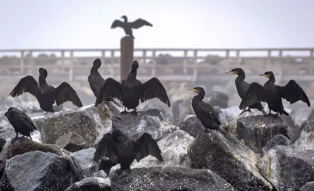 Cormorants sit on stones at the Baltic Sea in Niendorf, northern, Germany, Wednesday, Oct. 23, 2024. (AP Photo/Michael Probst)