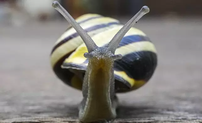 A snail looks up as it carries its house on the back at a terrace in Gelsenkirchen, Germany, Thursday Oct. 3, 2024. (AP Photo/Martin Meissner)