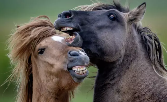 Icelandic horses play at a stud farm in Wehrheim near Frankfurt, Germany, Monday, Sept. 30, 2024. (AP Photo/Michael Probst)