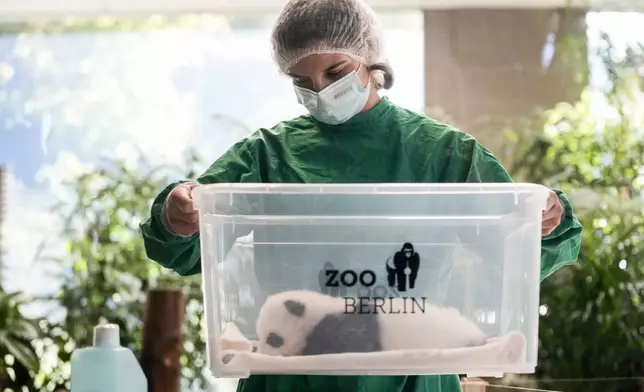 An employee of the Berlin zoo holds a box containing one of the newly born twin panda bear cubs during a presentation to the media at the Zoo in Berlin, Germany, Tuesday, Oct. 15, 2024. (AP Photo/Ebrahim Noroozi)