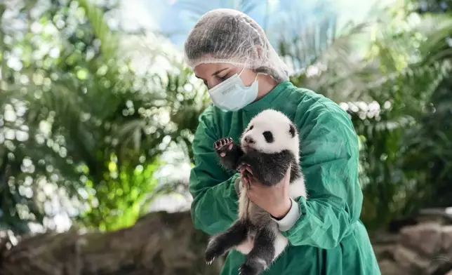 An employee of the Berlin zoo holds one of the newly born twin panda bear cubs during a presentation to the media at the Zoo in Berlin, Germany, Tuesday, Oct. 15, 2024. (AP Photo/Ebrahim Noroozi)