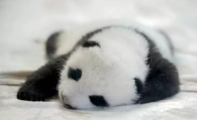 One of the newly born twin panda bear cubs is presented to the media at the Zoo in Berlin, Germany, Tuesday, Oct. 15, 2024. (AP Photo/Ebrahim Noroozi)