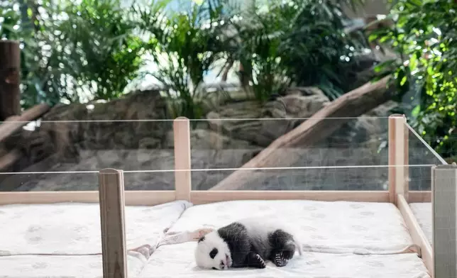 One of the newly born twin panda bear cubs is presented to the media at the Zoo in Berlin, Germany, Tuesday, Oct. 15, 2024. (AP Photo/Ebrahim Noroozi)