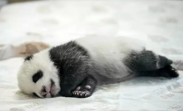 One of the newly born twin panda bear cubs is presented to the media at the Zoo in Berlin, Germany, Tuesday, Oct. 15, 2024. (AP Photo/Ebrahim Noroozi)