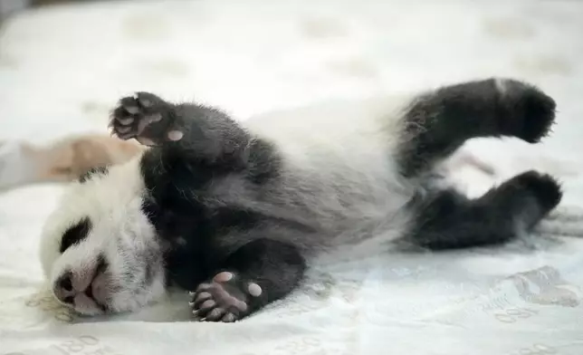 One of the newly born twin panda bear cubs is presented to the media at the Zoo in Berlin, Germany, Tuesday, Oct. 15, 2024. (AP Photo/Ebrahim Noroozi)