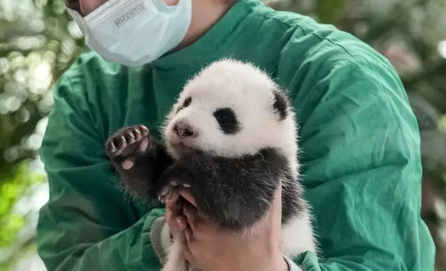 An employee of the Berlin zoo holds one of the newly born twin panda bear cubs during a presentation to the media at the Zoo in Berlin, Germany, Tuesday, Oct. 15, 2024. (AP Photo/Ebrahim Noroozi)