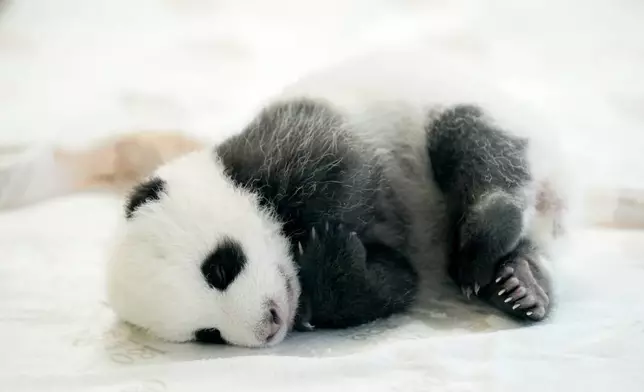 One of the newly born twin panda bear cubs is presented to the media at the Zoo in Berlin, Germany, Tuesday, Oct. 15, 2024. (AP Photo/Ebrahim Noroozi)