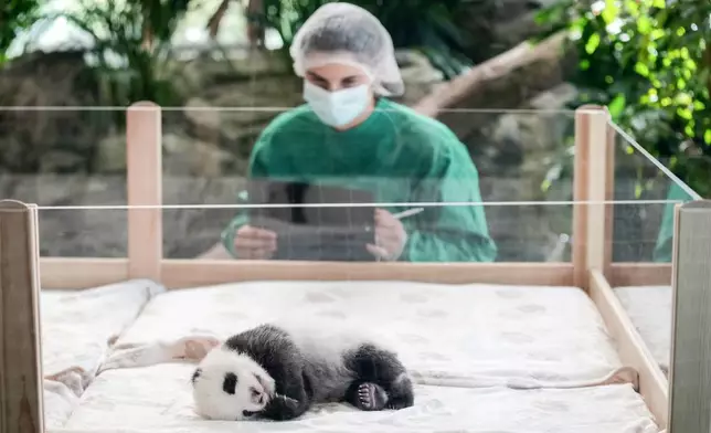 One of the newly born twin panda bear cubs is presented to the media at the Zoo in Berlin, Germany, Tuesday, Oct. 15, 2024. (AP Photo/Ebrahim Noroozi)