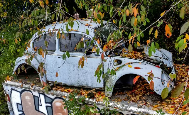 A wrecked old Volkswagen Beatle is pictured under tree in Bad Vilbel near Frankfurt, Germany, Wednesday, Oct. 30, 2024. (AP Photo/Michael Probst)