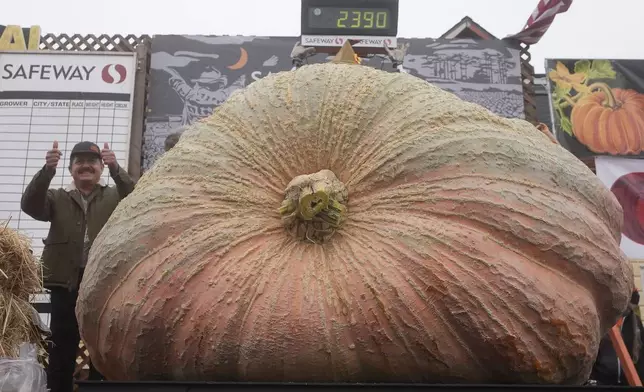 Leonardo Urena, of Napa, celebrates after his pumpkin weighed in at 2,390 pounds at the Safeway World Championship Pumpkin Weigh-Off in Half Moon Bay, Calif., Monday, Oct. 14, 2024. (AP Photo/Jeff Chiu)