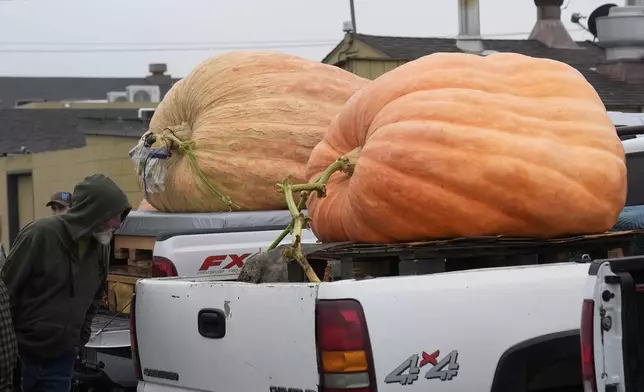 A man looks at pumpkins sitting in trucks before they are weighed at the Safeway World Championship Pumpkin Weigh-Off in Half Moon Bay, Calif., Monday, Oct. 14, 2024. (AP Photo/Jeff Chiu)