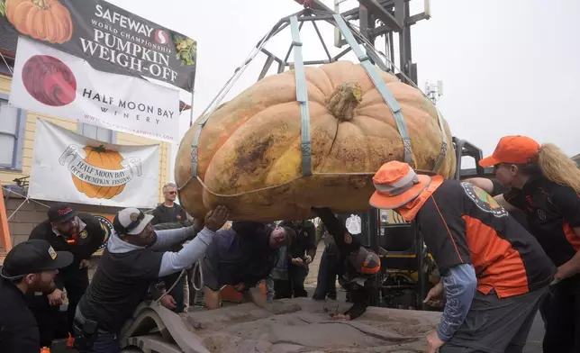 The pumpkin owned by Travis Gienger, of Anoka, Minn., is inspected before weighing in at 2,471 pounds to win at the Safeway World Championship Pumpkin Weigh-Off in Half Moon Bay, Calif., Monday, Oct. 14, 2024. (AP Photo/Jeff Chiu)