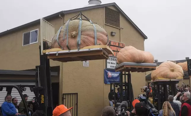 Pumpkins are hoisted up for display before being weighed at the Safeway World Championship Pumpkin Weigh-Off in Half Moon Bay, Calif., Monday, Oct. 14, 2024. (AP Photo/Jeff Chiu)