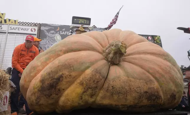 Travis Gienger, of Anoka, Minn., reacts as his pumpkin weighs in at 2,471 pounds to win at the Safeway World Championship Pumpkin Weigh-Off in Half Moon Bay, Calif., Monday, Oct. 14, 2024. (AP Photo/Jeff Chiu)