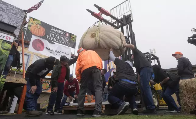 A pumpkin is inspected before being weighed at the Safeway World Championship Pumpkin Weigh-Off in Half Moon Bay, Calif., Monday, Oct. 14, 2024. (AP Photo/Jeff Chiu)