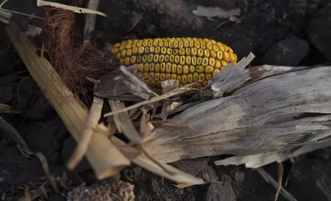 An ear of corn is left in the fields farmed by Julie and Randy Robinson in Worthington, Minn., on Monday Oct. 21, 2024. (AP Photo/Jessie Wardarski)