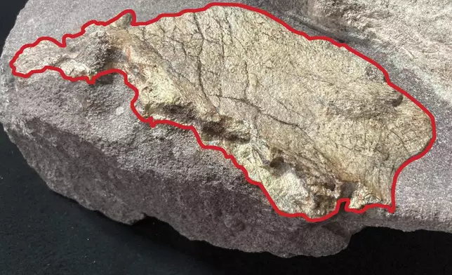 This undated handout photo shows the dinosaur bone fossils discovered at Port Island, with the fossil specimen outlined in red. (Hong Kong's Antiquities and Monuments Office)