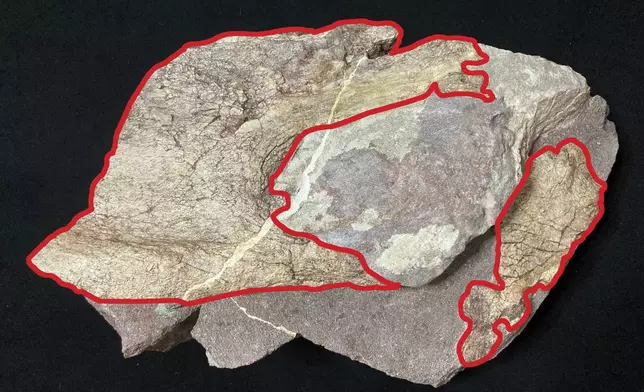 This undated handout photo shows the dinosaur bone fossils discovered at Port Island, with the two fossil specimens outlined in red. (Hong Kong's Antiquities and Monuments Office)