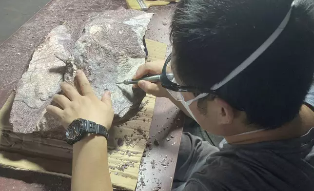 This undated handout photo shows Zhang Pengjie, an expert from the Institute of Vertebrate Paleontology and Paleoanthropology (IVPP) of the Chinese Academy of Sciences, as he cleans and prepares a rock containing dinosaur bone fossil, and clears the rock covering the fossil discovered in Hong Kong's Port Island. (provided by Hong Kong's Antiquities and Monuments Office)