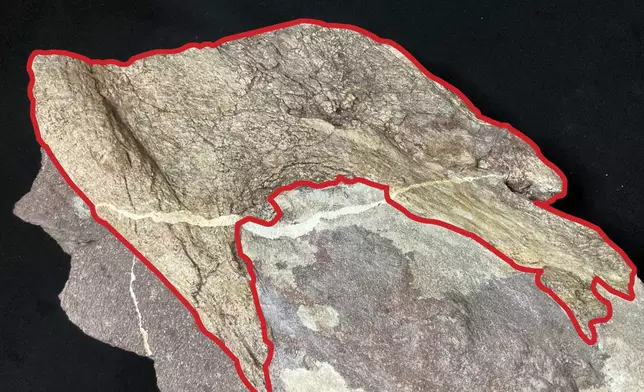 This undated handout photo shows the dinosaur bone fossils discovered at Port Island, with the fossil specimen outlined in red. (Hong Kong's Antiquities and Monuments Office)