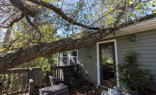 A tree that fell during Hurricane Helene rests on the roof of the home where high school senior Ari Cohen lives with his mom and stepfather, Friday, Oct. 18, 2024, in Asheville, N.C. (AP Photo/Stephanie Scarbrough)