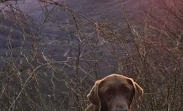 This undated photo shows a chocolate lab Moss, that belongs to Boone McCrary of Greeneville, Tenn., who died after McCrary's boat capsized while he was trying to rescue a man trapped in the river during Hurricane Helene. ( (Laura Harville via AP)