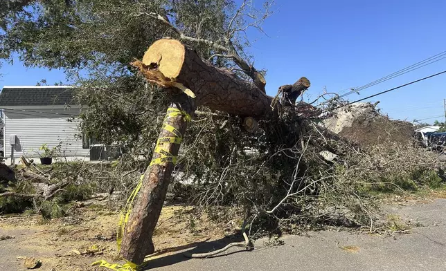 A large fallen tree pins down power lines in Ellenton, Fla., on Monday, Oct. 14, 2024. (AP Photo/Russ Bynum)