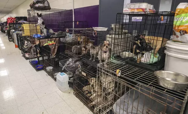 A few of the 283 registered animals, birds and reptiles line a hallway in the evacuation shelter at River Ridge Middle/High School in preparation for Hurricane Milton, Wednesday, Oct. 9, 2024, in New Port Richey, Fla. (AP Photo/Mike Carlson)