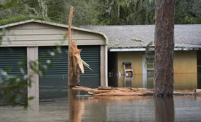 A large pine tree is shown snapped in half outside a flooded home along the Alafia river Friday, Oct. 11, 2024, in Lithia, Fla. (AP Photo/Chris O'Meara)