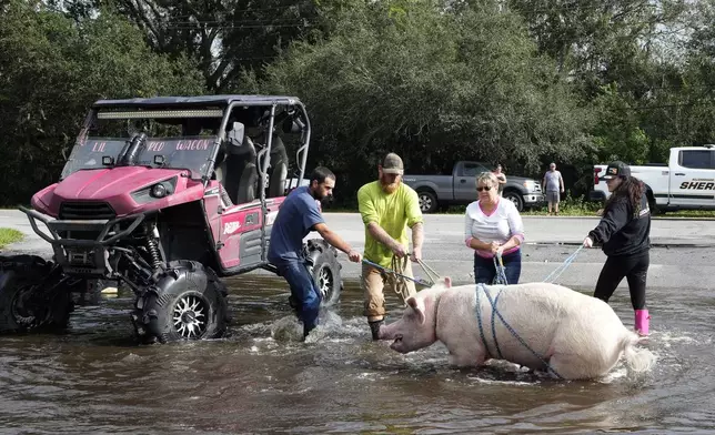 Members of The Farmer's Friend rescue a pig from floodwaters caused by Hurricane Milton Friday, Oct. 11, 2024, in Lithia, Fla. (AP Photo/Chris O'Meara)